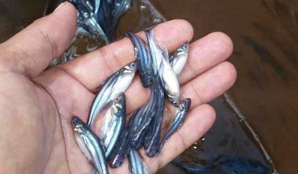 Kumpulan bibit ikan patin
