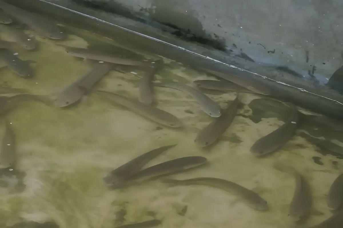 Kumpulan ikan gabus di kolam peternakan