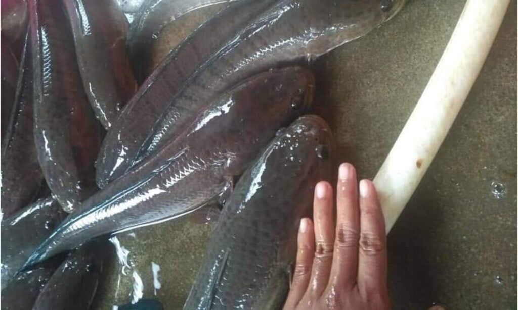Kumpulan ikan gabus di kolam