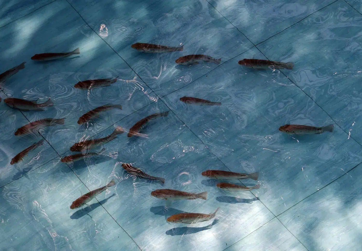 Kumpulan bibit ikan di kolam