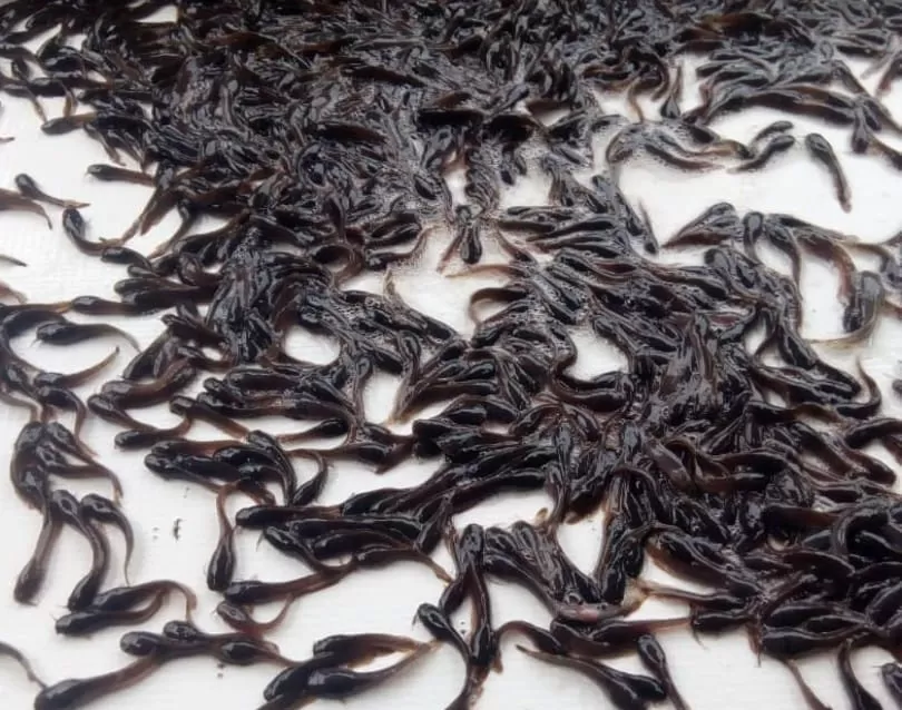 bibit lele siap tebar