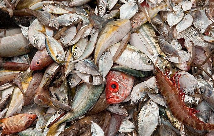 Kumpulan tangkapan ikan rucah untuk pakan alami 1 Kumpulan tangkapan ikan rucah untuk pakan alami