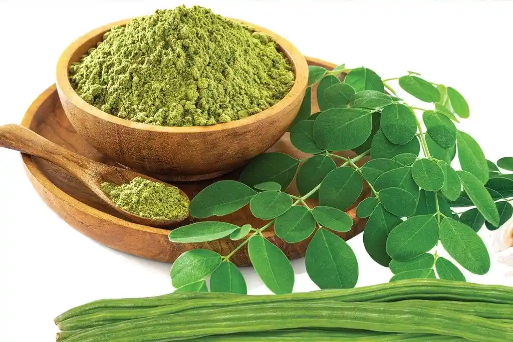 Moringa Oleifera penting dijadikan suplemen untuk pakan ikan patin Moringa Oleifera penting dijadikan suplemen untuk pakan ikan patin