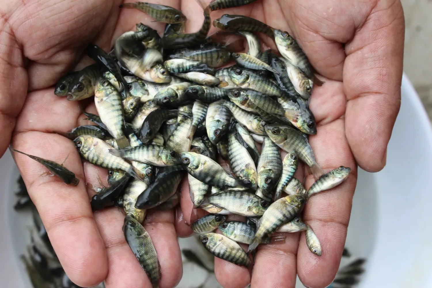 Padat tebar ideal akan menyeimbangkan jumlah ikan dan sumber daya di kolam Padat tebar ideal