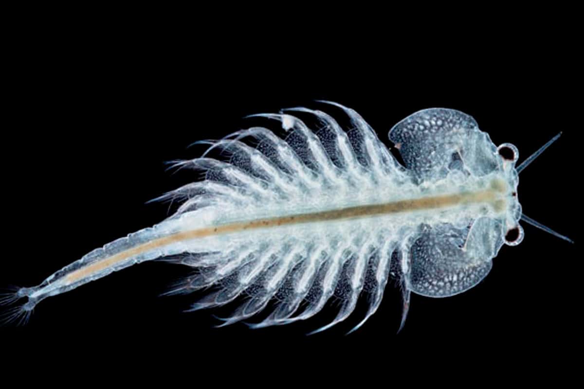 Pakan ikan alami Artemia