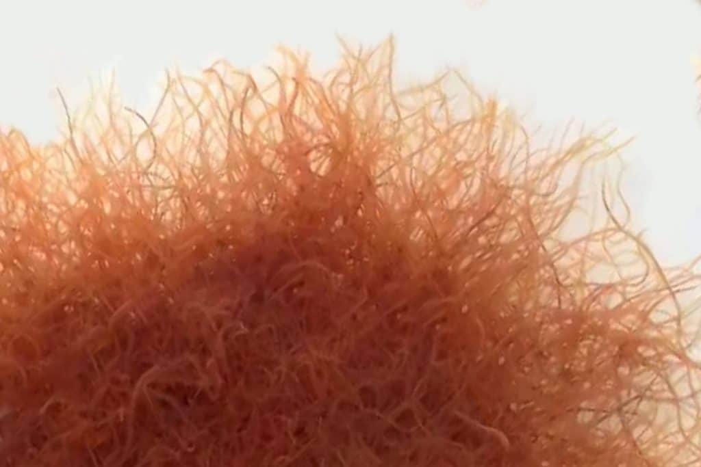 Pakan ikan alami dari Tubifex atau cacing air