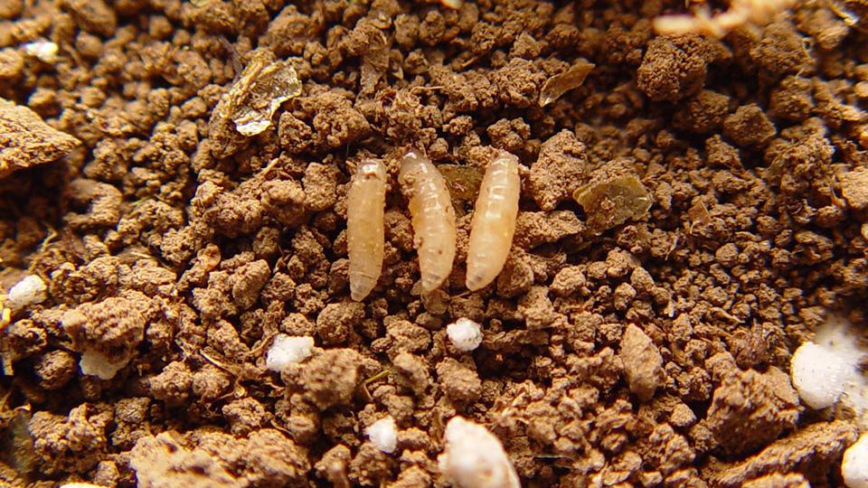 Pakan ikan alami dari maggot