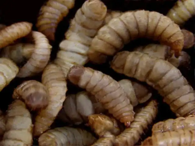 Pakan ikan patin dari maggot larva black soldier fly Pakan ikan patin dari maggot larva black soldier fly