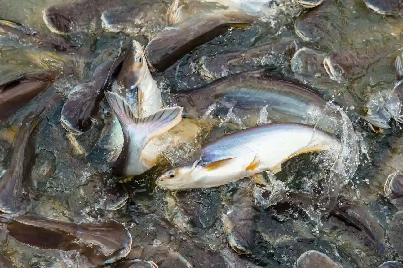 Pemberian pakan berkualitas penting untuk pertumbuhan ikan patin Pemberian pakan berkualitas penting untuk pertumbuhan ikan patin