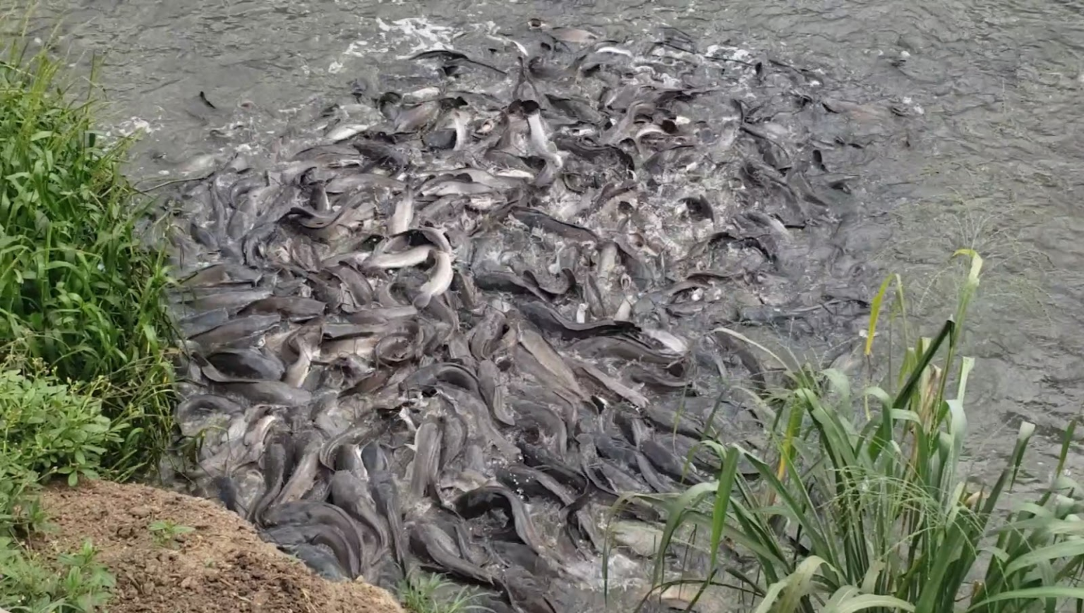 Pemberian pakan pada bibit lele di kolam Pemberian pakan pada bibit lele di kolam