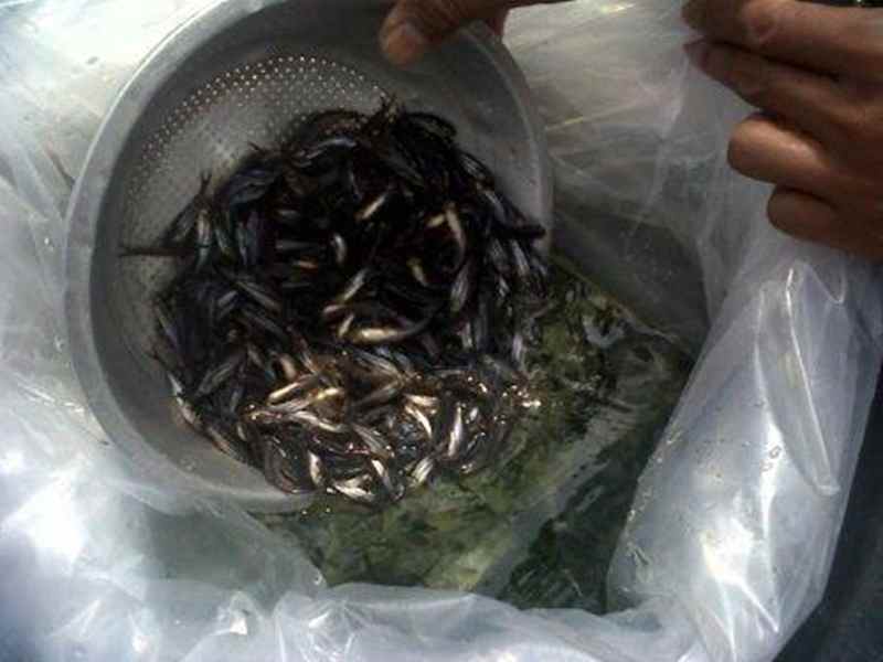 Pemeliharaan bibit ikan patin