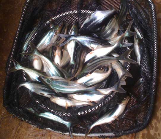 Penangkapan ikan patin
