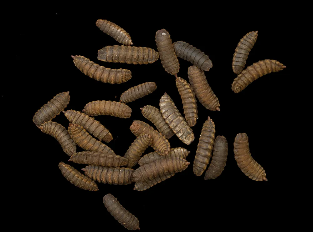 Penggunaan maggot sebagai pakan ikan koi yang alami dan sehat 1 Penggunaan maggot untuk pakan ikan koi yang alami dan sehat