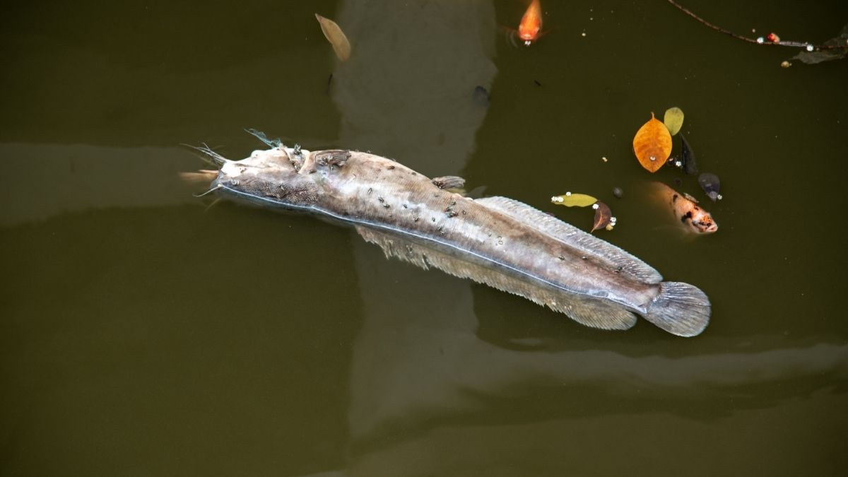 Penyakit Ikan Lele Penyebab kematian ikan lele