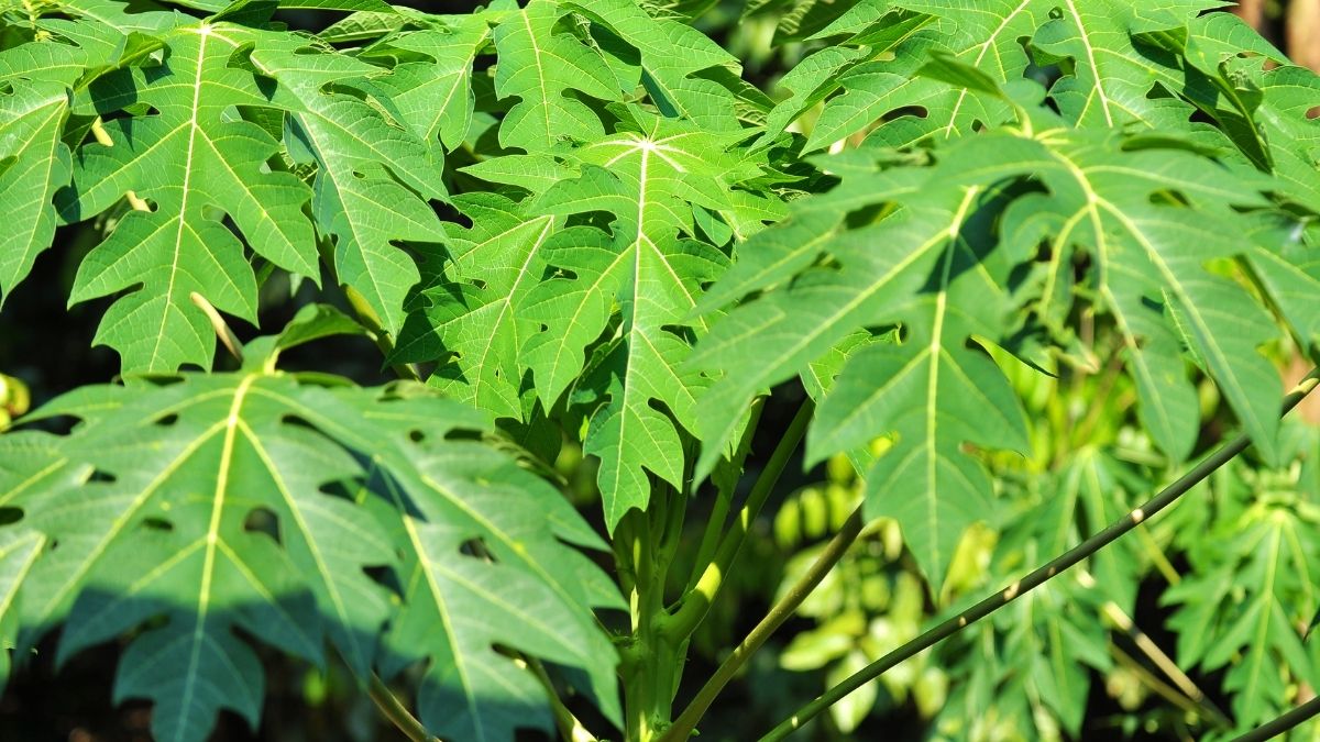 Pestisida Daun Pepaya 1 Pestisida Daun Pepaya
