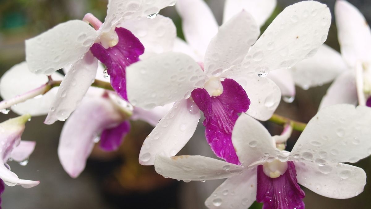 Pestisida alami untuk anggrek Pestisida alami untuk anggrek