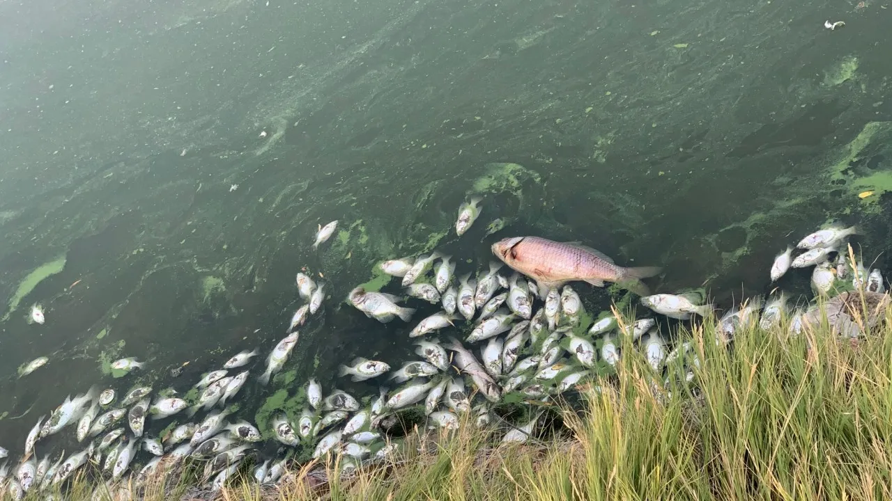 Ratusan bibit ikan mati setiap hari Penyebab bibit ikan mati setiap hari