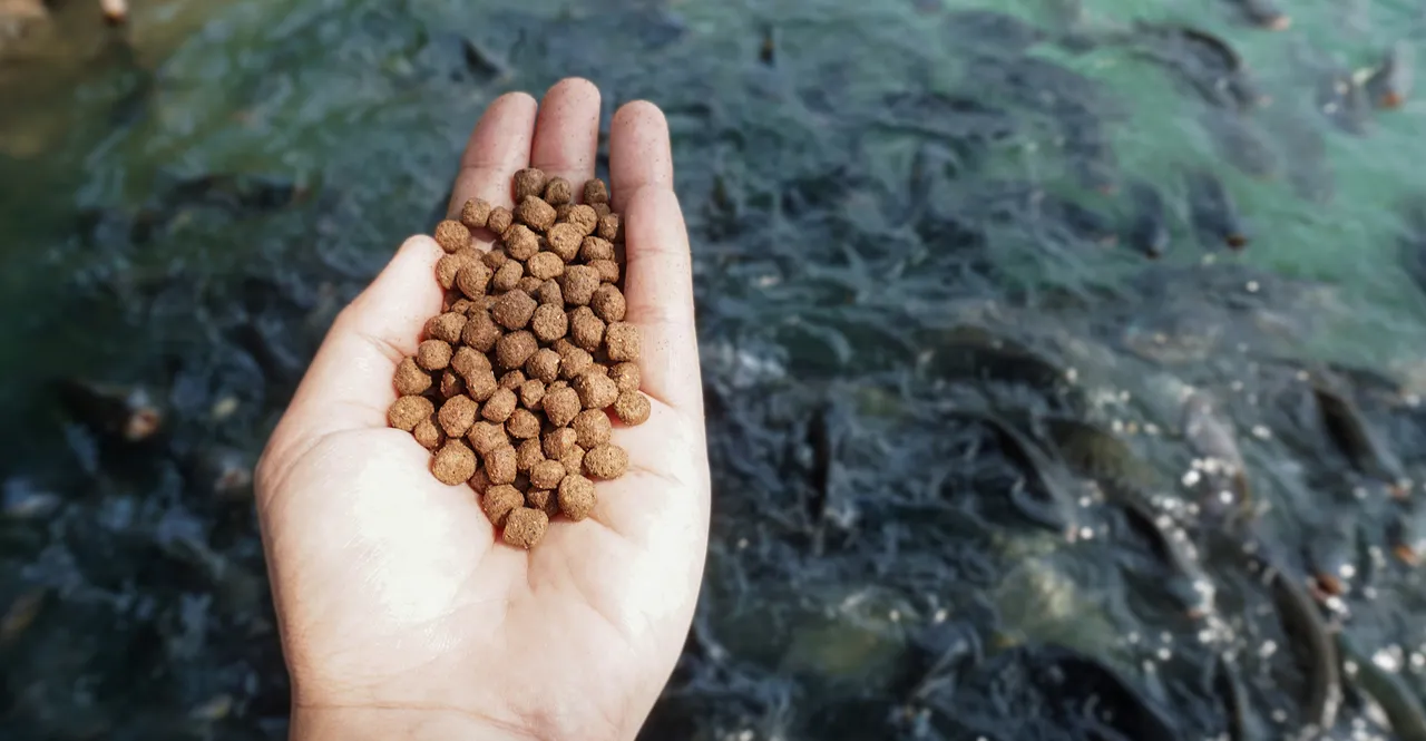 Rekomendasi pakan ikan Channa dari bahan alami Rekomendasi pakan ikan Channa dari bahan alami