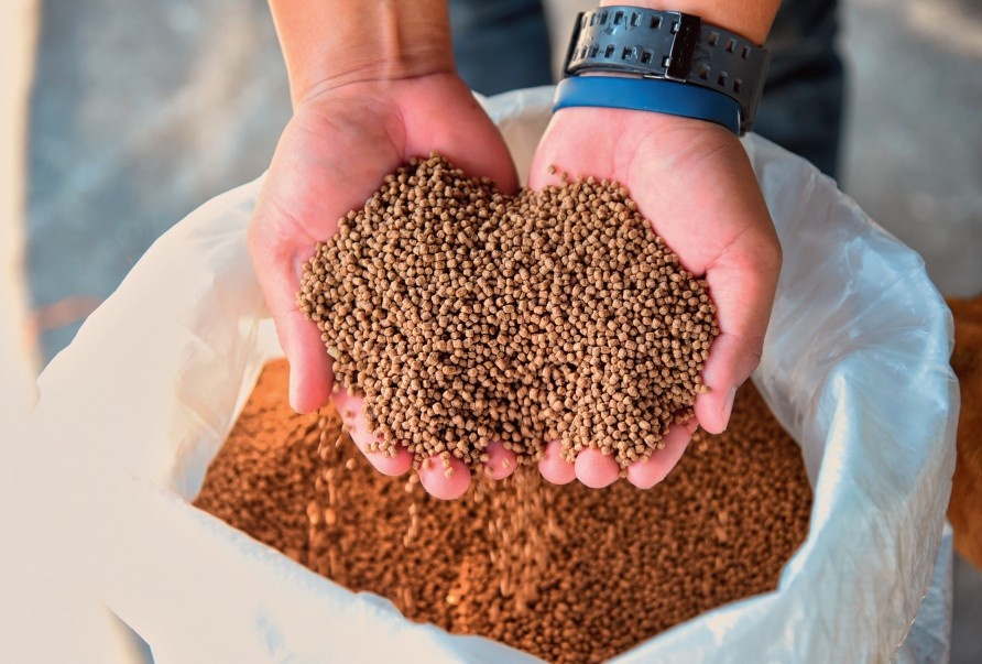 Rekomendasi pakan ikan alami