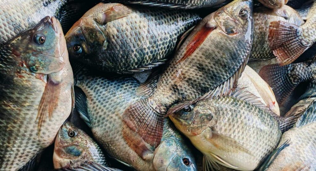 Teknik panen yang benar membantu menjaga kualitas daging ikan nila Teknik panen yang benar