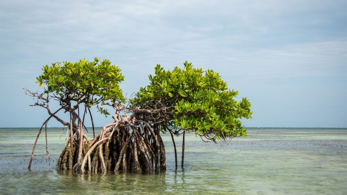 Tumbuhan bakau menyusut kawasan bakau semakin menyusut