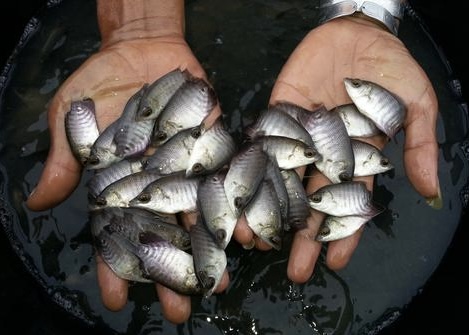 bibit ikan gurame terdekat