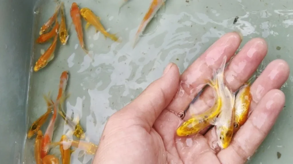 bibit ikan koi bibit ikan koi berkualitas