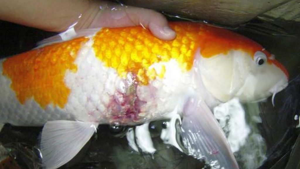 bibit ikan koi sakit bibit ikan koi sakit