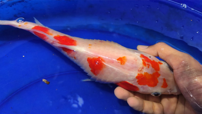bibit ikan koi stress bibit ikan koi stress