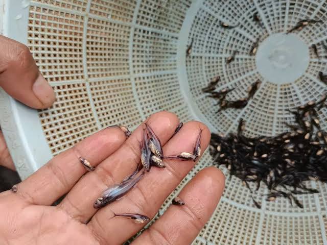 bibit ikan patin