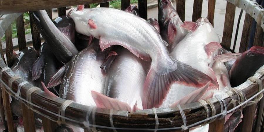 peluang usaha bisnis bibit ikan patin