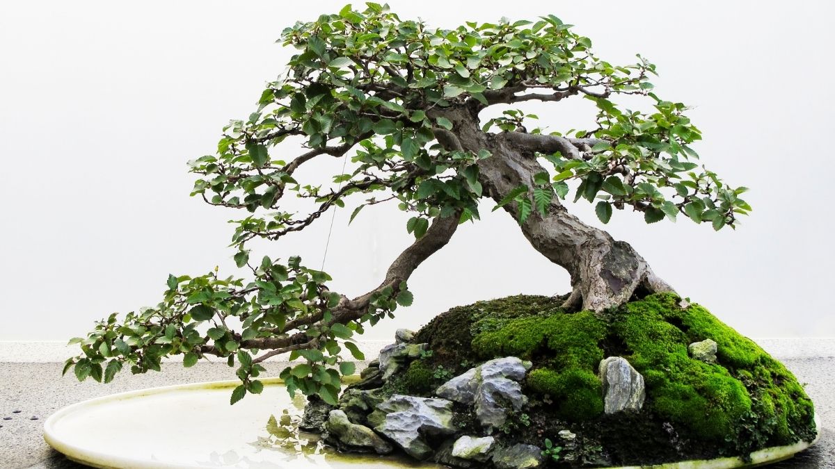 bonsai tanaman liar sebagai pilihan tanaman hias