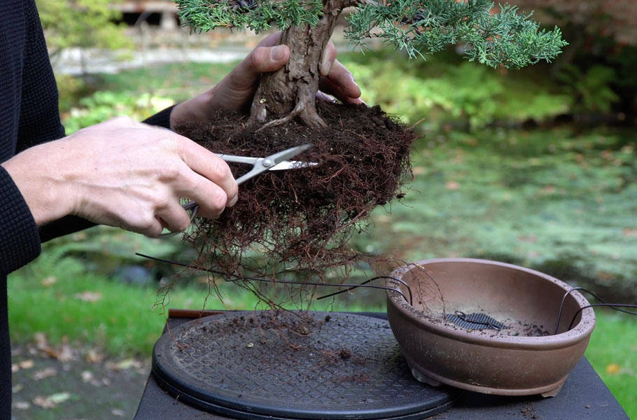 proses awal cara membuat bonsai
