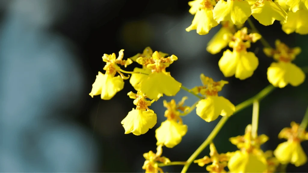 ezgif 335092b6d5bea4c6 anggrek kupu-kupu