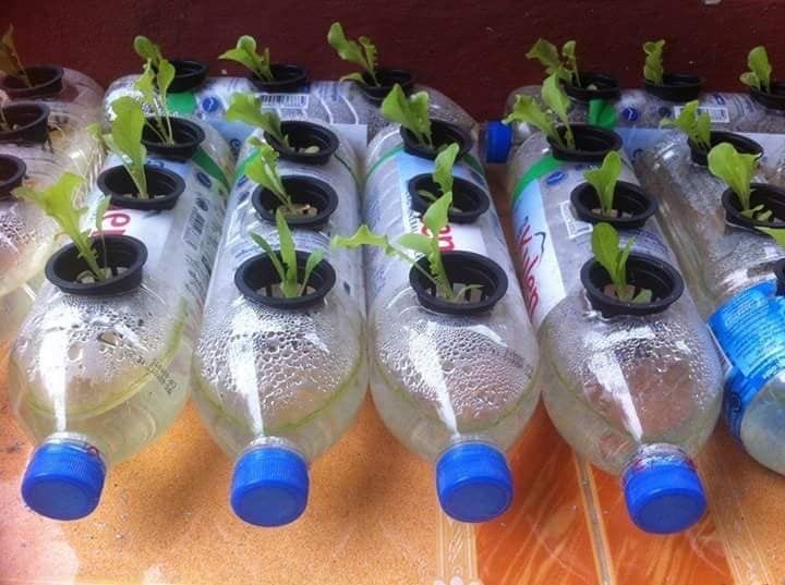 hidroponik dari botol bekas
