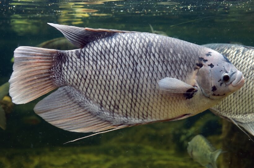bibit ikan gurame terdekat saat dewasa