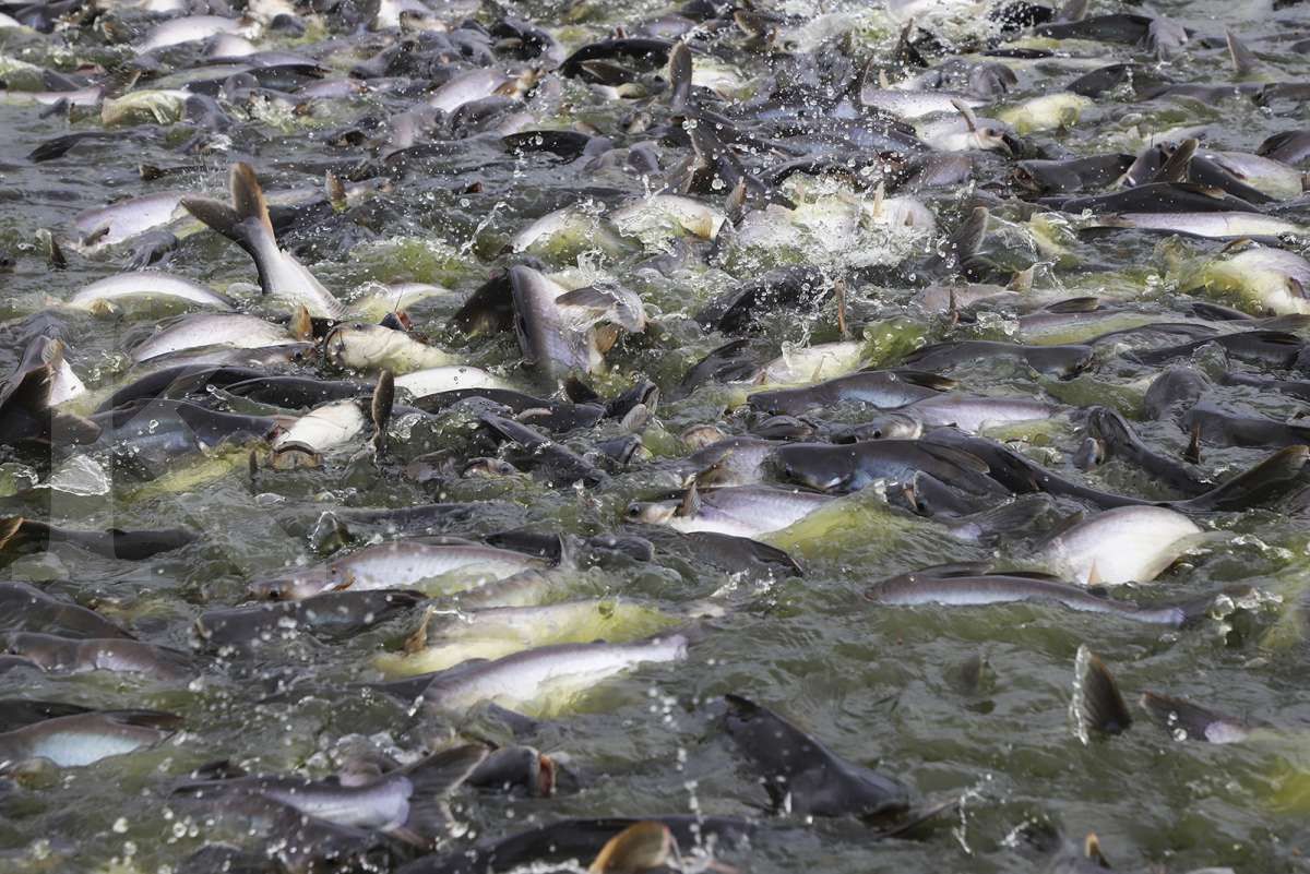 ikan patin