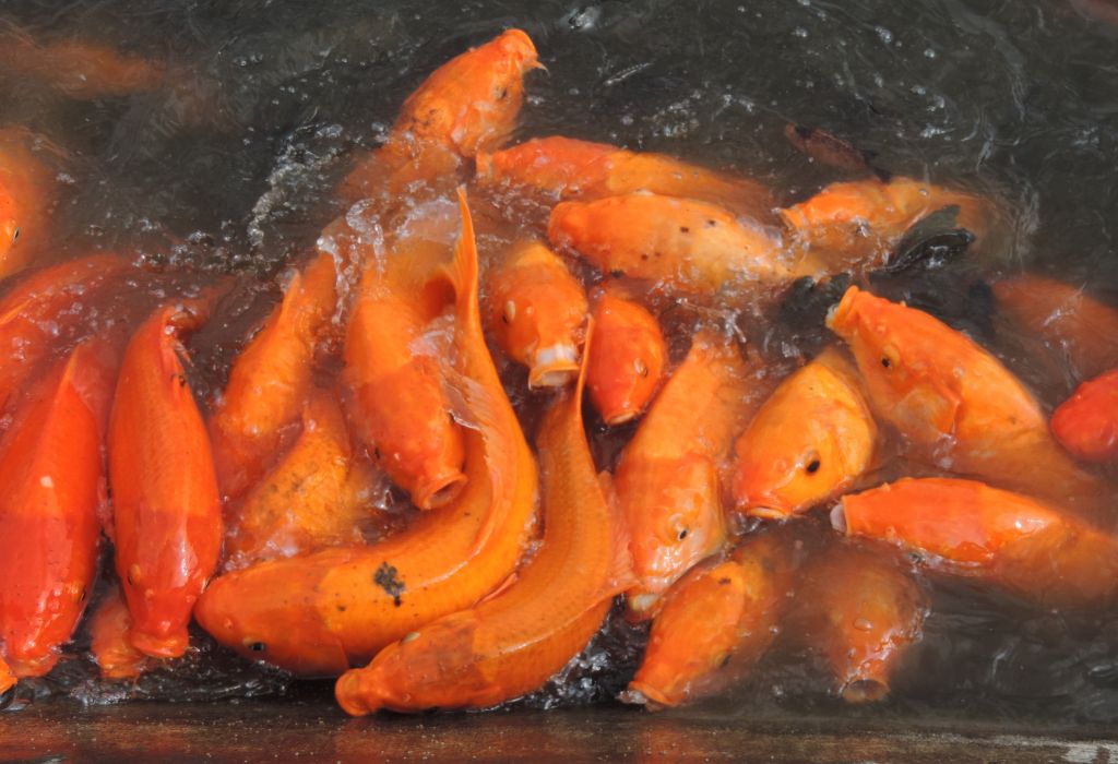 jenis ikan mas Beragam jenis bibit ikan mas