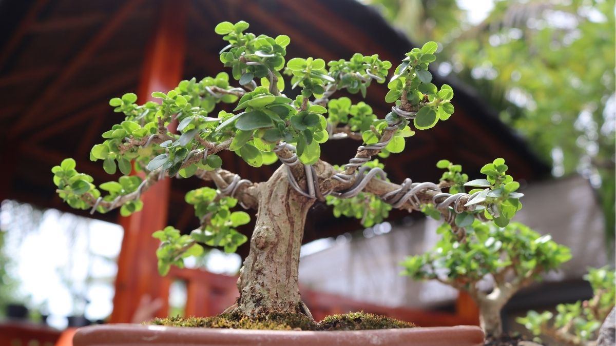 keunggulan bonsai tanaman liar