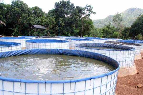 kolam bioflok ikan mas Kolam bioflok untuk ikan mas
