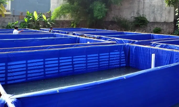 kolam ikan patin kolam untuk bibit ikan patin