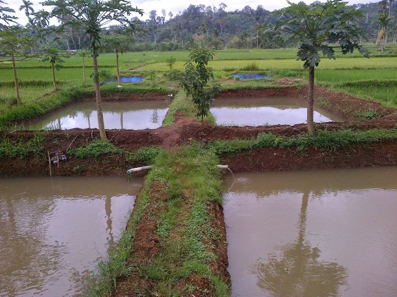 kolam tanah untuk budidaya ikan mas Kolam tanah untuk ikan mas