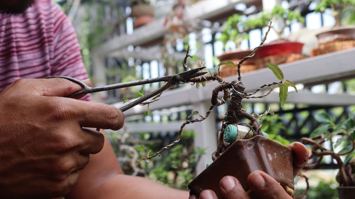 proses membentuk bonsai  tanaman liar