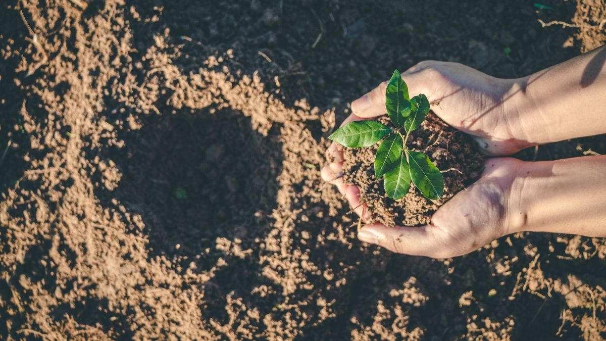 menjaga hutan menjaga hutan