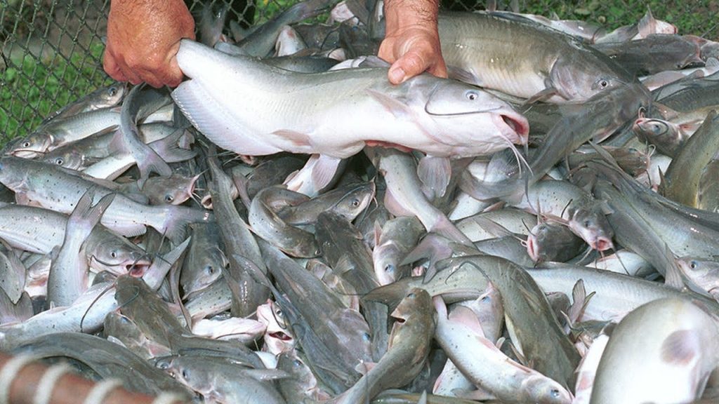panen bibit ikan patin yang sudah dewasa