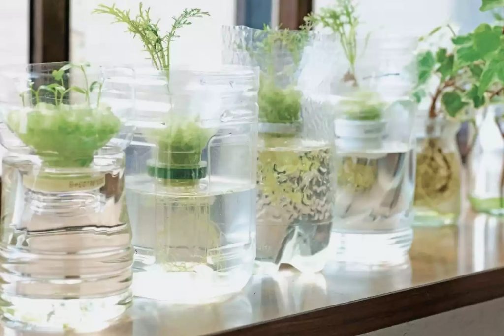 pencahayaan hidroponik dari botol bekas