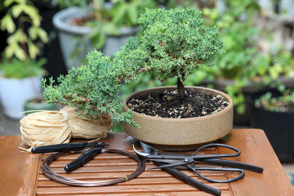perawatan lanjutan membuat bonsai