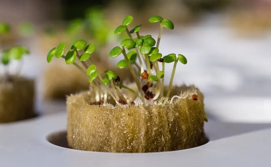 rockwool media tanam hidroponik