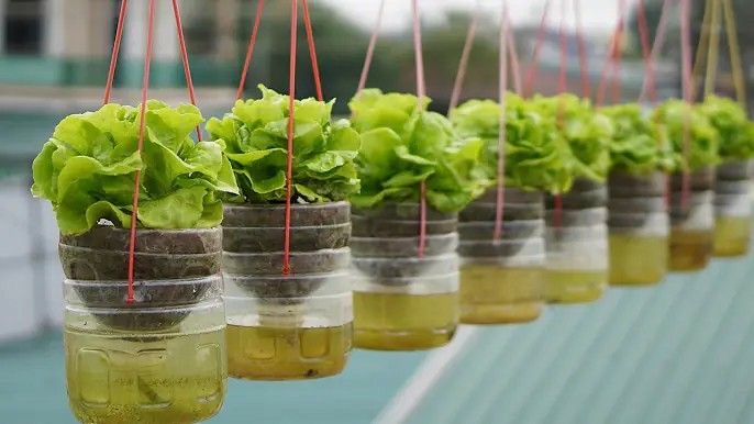 tanaman untuk hidroponik dari botol bekas
