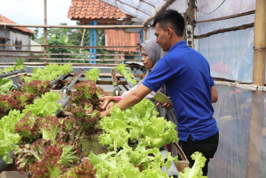 perawatan hidroponik dari botol bekas